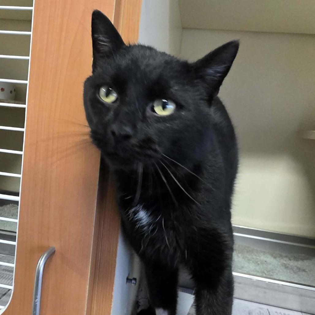 Enlarge Out of the Box, a Adoptable Domestic Short Hair in DeKalb, IL image 3/4