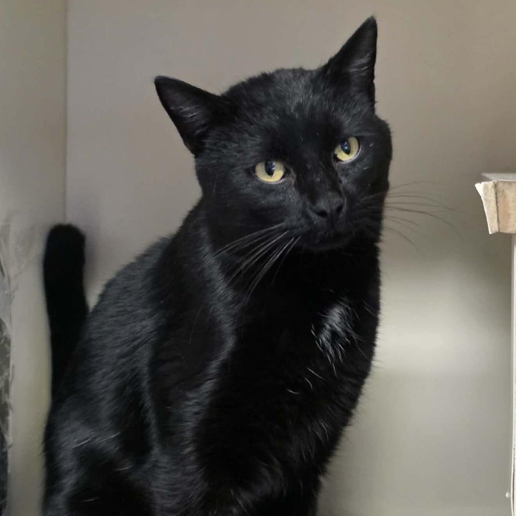 Enlarge Out of the Box, a Adoptable Domestic Short Hair in DeKalb, IL image 4/4