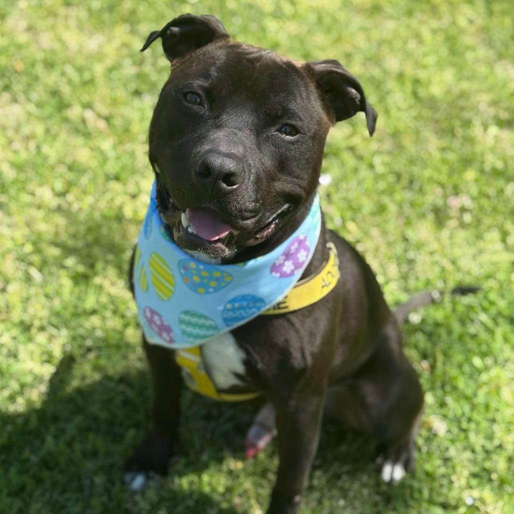 Enlarge Happy H., a Adoptable Pit Bull Terrier in Greensboro, NC image 1/5