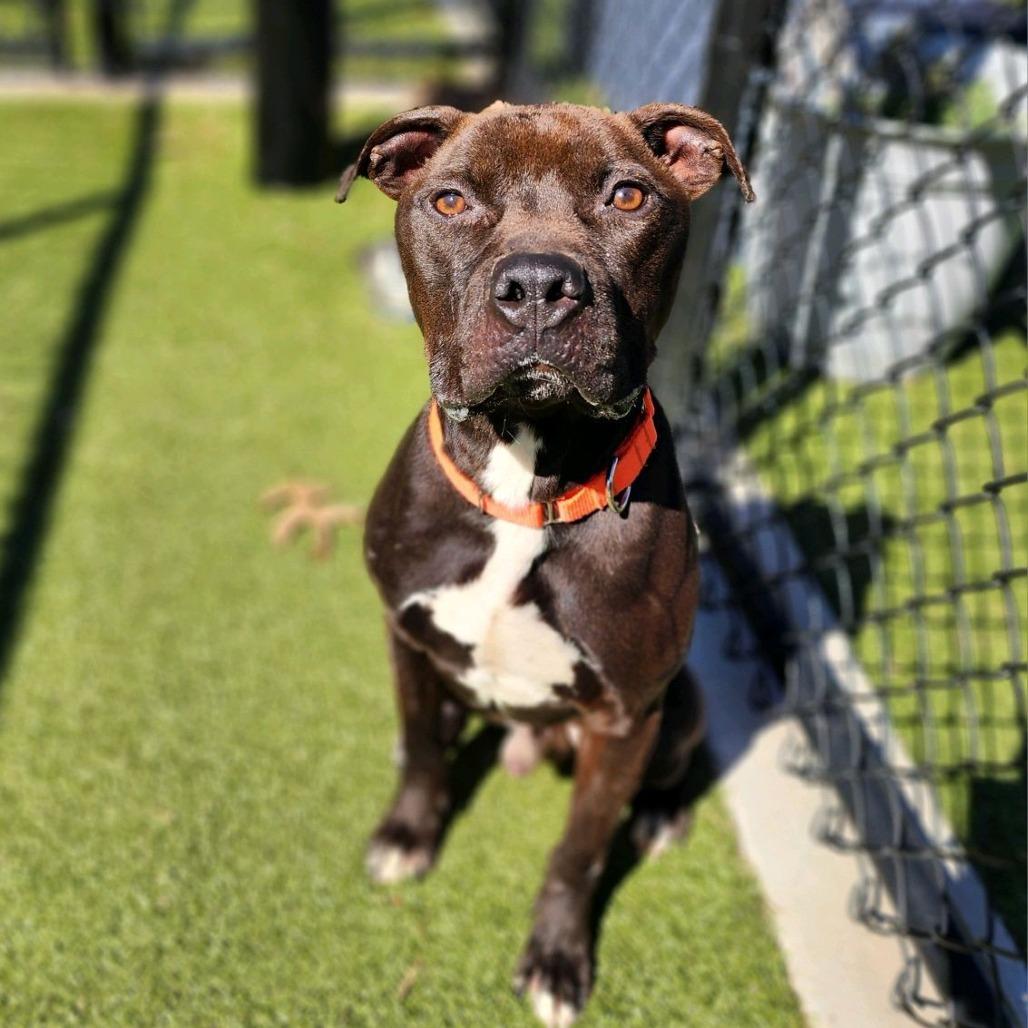 Enlarge Happy H., a Adoptable Pit Bull Terrier in Greensboro, NC image 2/5