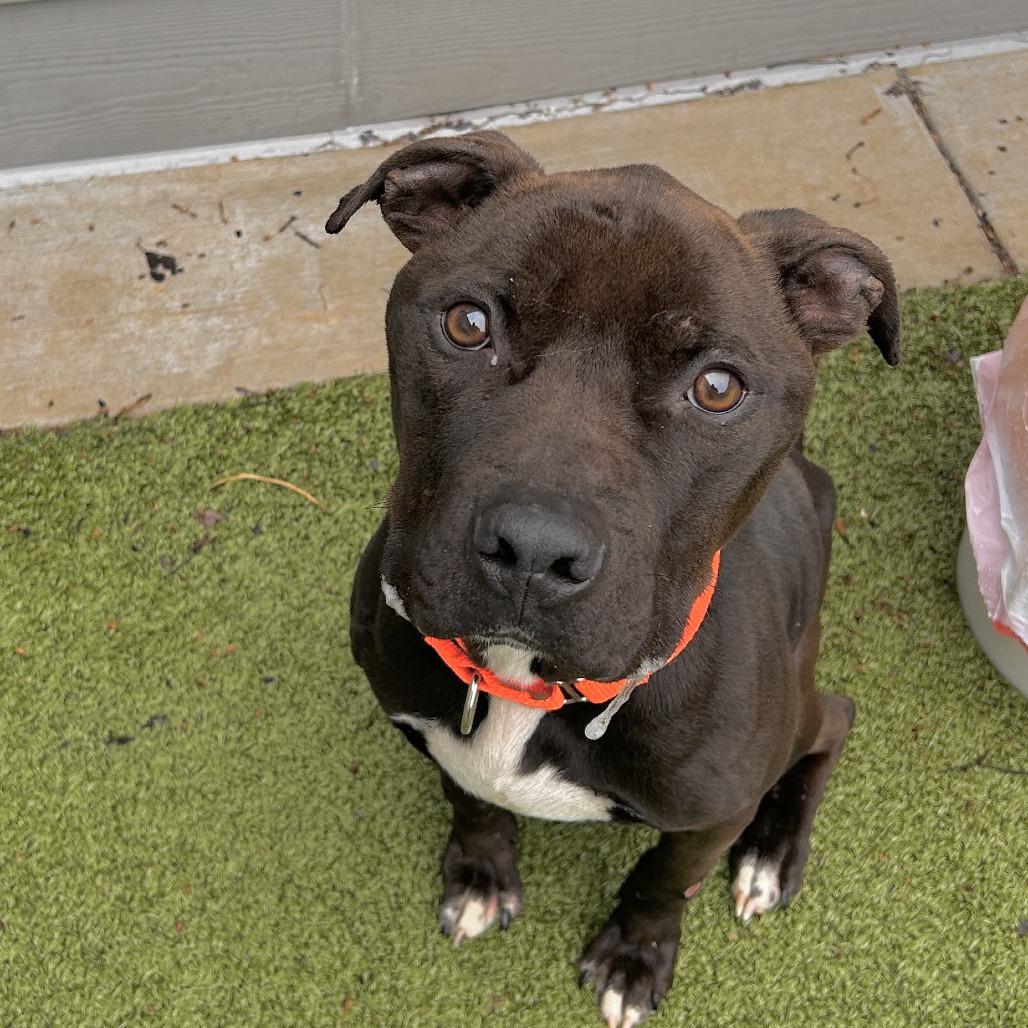 Enlarge Happy H., a Adoptable Pit Bull Terrier in Greensboro, NC image 3/5