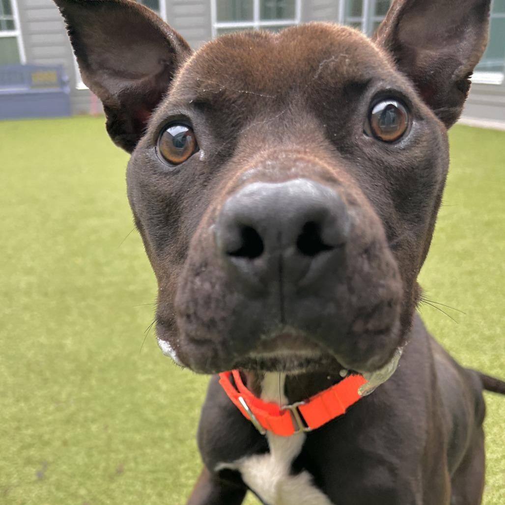 Enlarge Happy H., a Adoptable Pit Bull Terrier in Greensboro, NC image 4/5