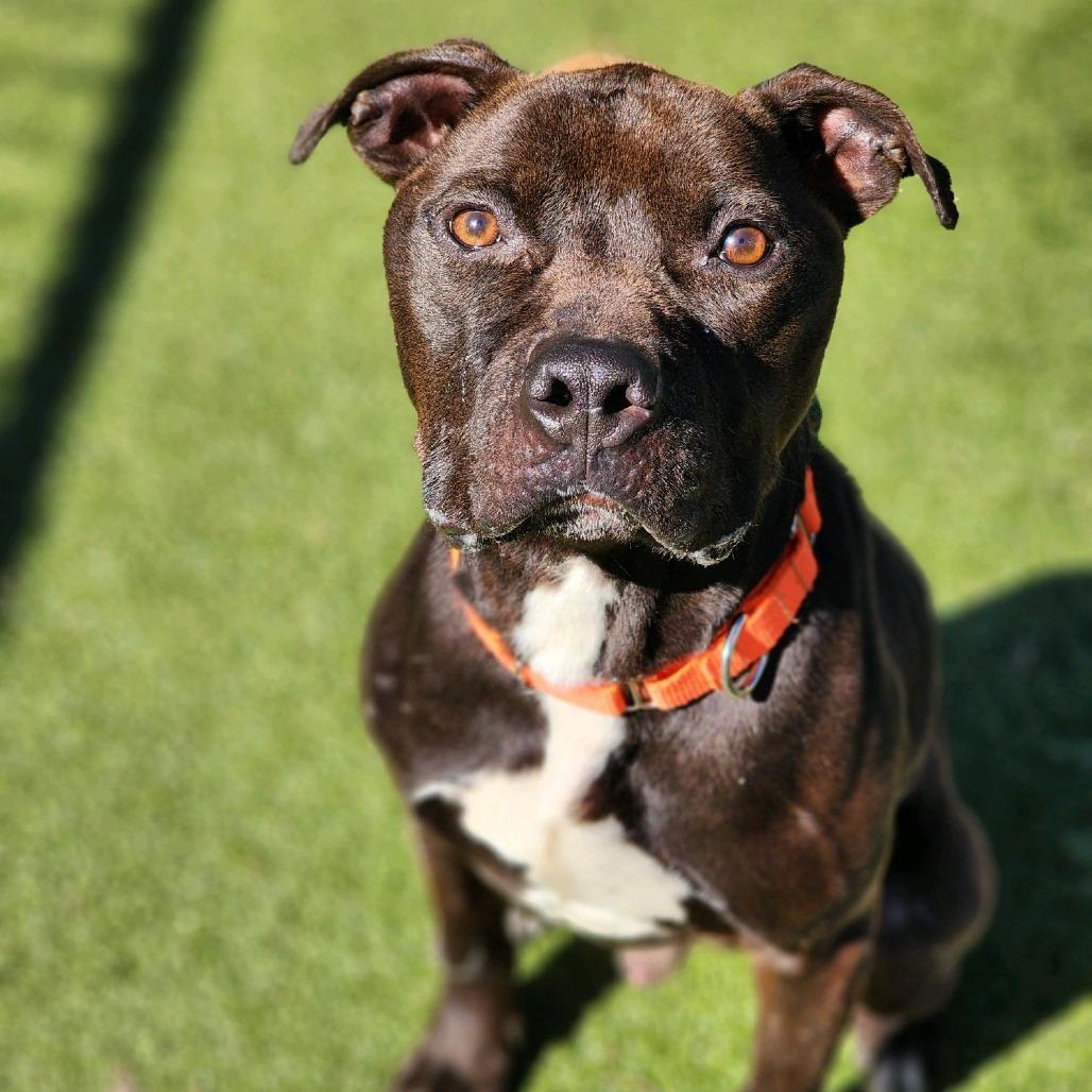 Enlarge Happy H., a Adoptable Pit Bull Terrier in Greensboro, NC image 5/5