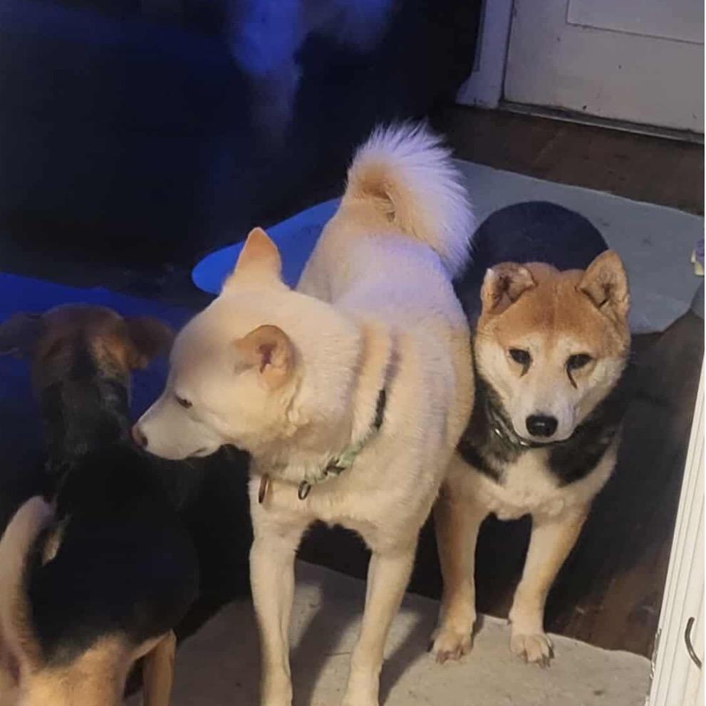 Brent, Adoptable, Adult Male Shiba Inu.