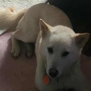 Enlarge Brent, a Adoptable Shiba Inu in Normal, IL image 2/3