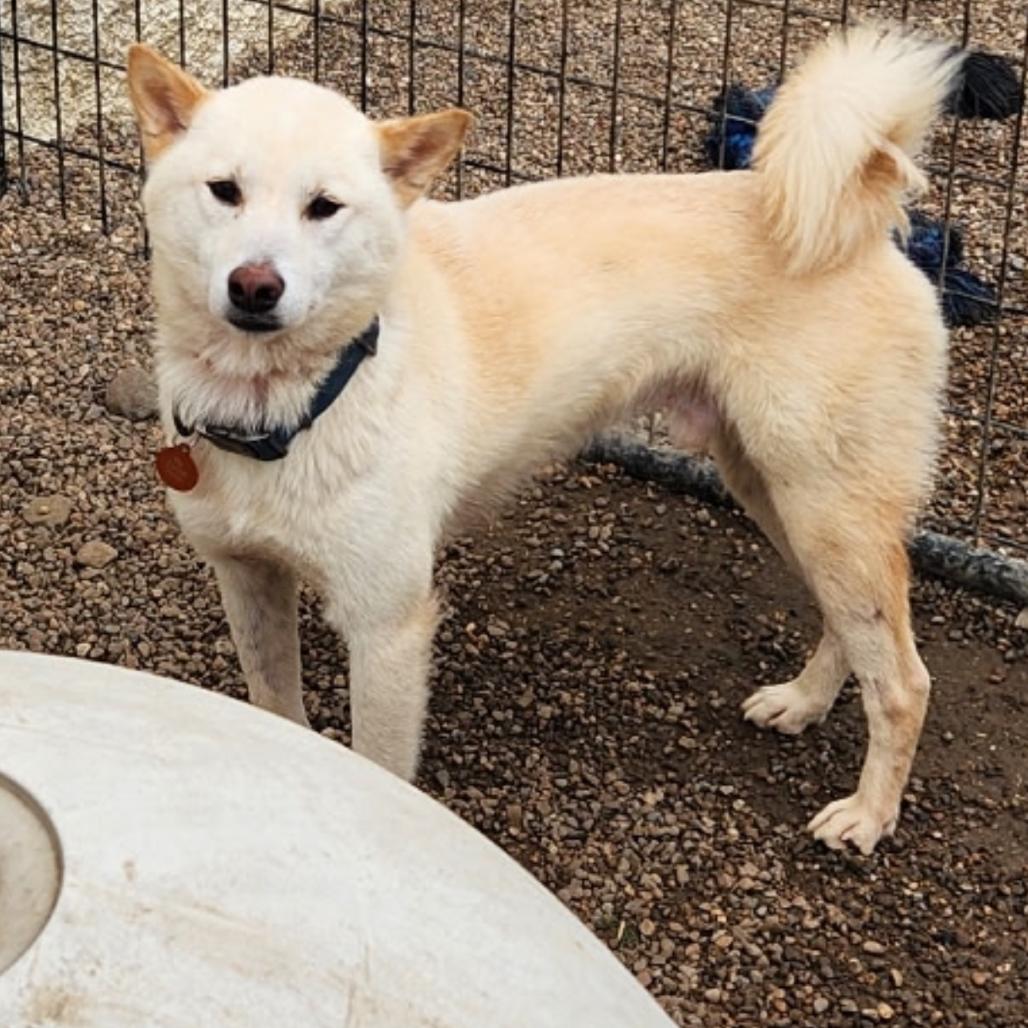 Enlarge Brent, a Adoptable Shiba Inu in Normal, IL image 3/3