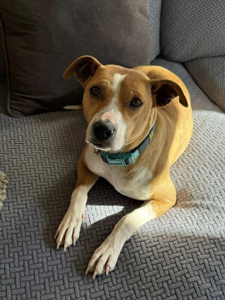 Flora, Adoptable, Young Female Pit Bull Terrier.