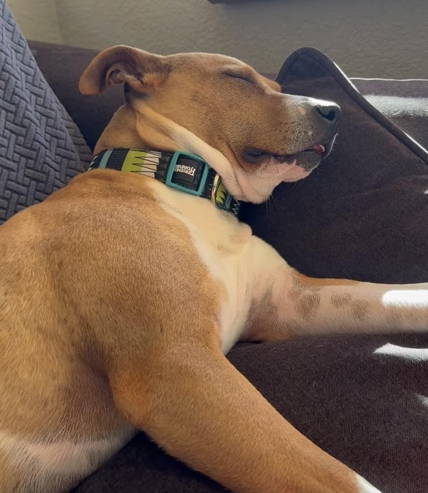 Enlarge Flora, a Adoptable mixed breed in Colorado Springs, CO image 3/3