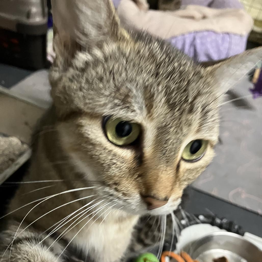 Mitzi, Adoptable, Adult Female Domestic Short Hair.