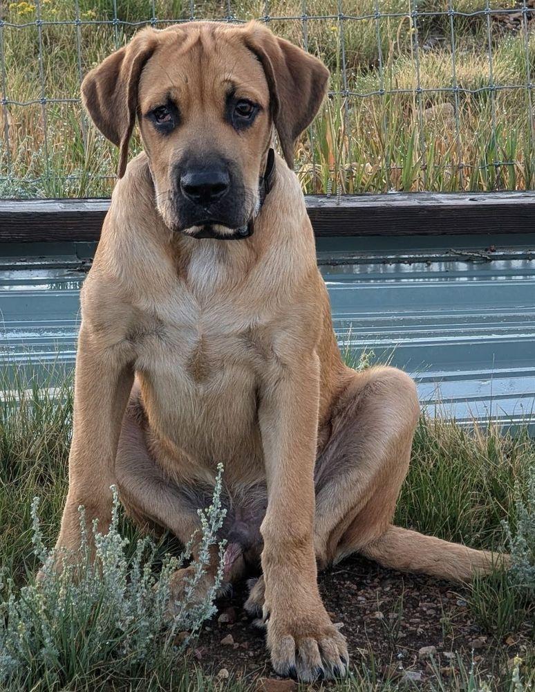 Enlarge Dutton, a Adopted mixed breed in Larkspur, CO image 2/5