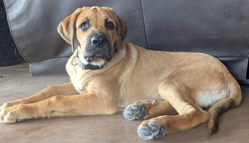 Enlarge Dutton, a Adopted mixed breed in Larkspur, CO image 4/5