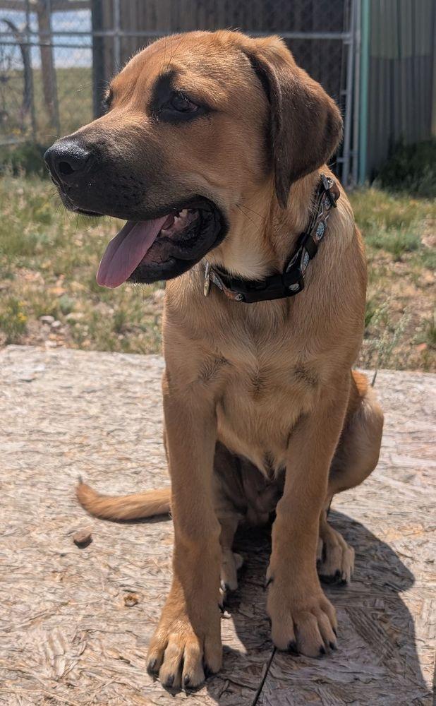 Enlarge Dutton, a Adopted mixed breed in Larkspur, CO image 3/5