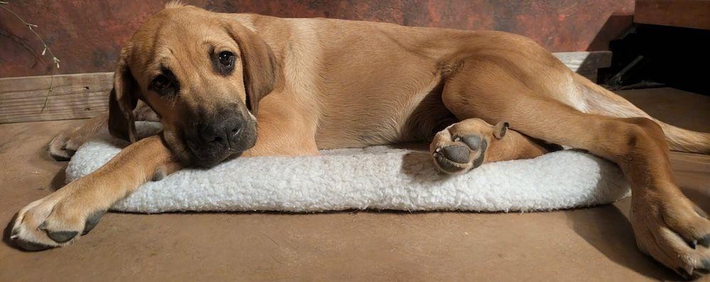 Enlarge Dutton, a Adopted mixed breed in Larkspur, CO image 5/5