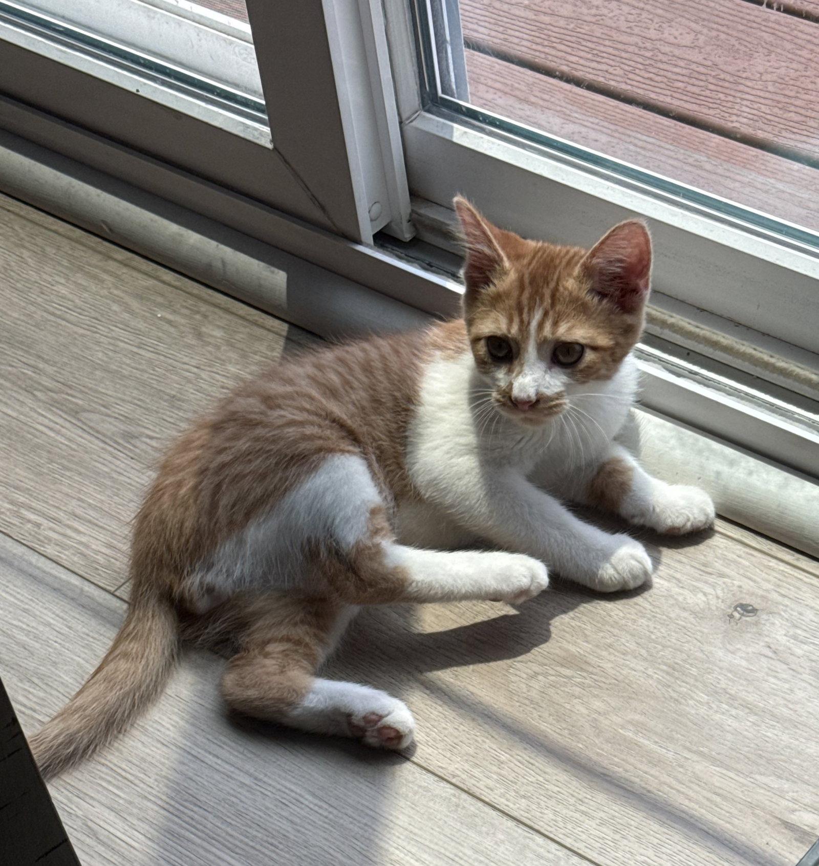 *Bradley, a Adoptable Domestic Short Hair in Forest, VA image 3/3