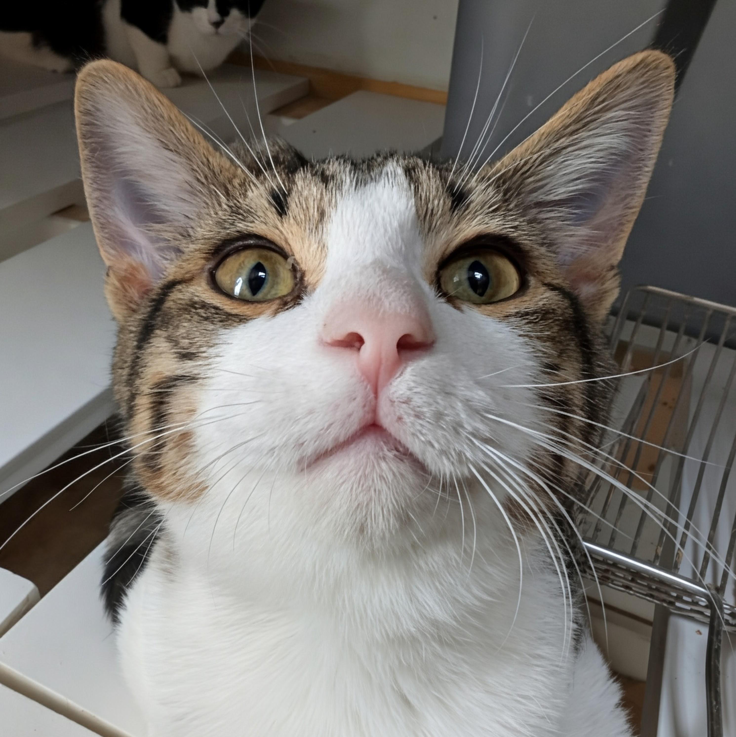 Enlarge Sunny @ Fat Cat Cafe, a Adoptable mixed breed in Tallahassee, FL image 1/1