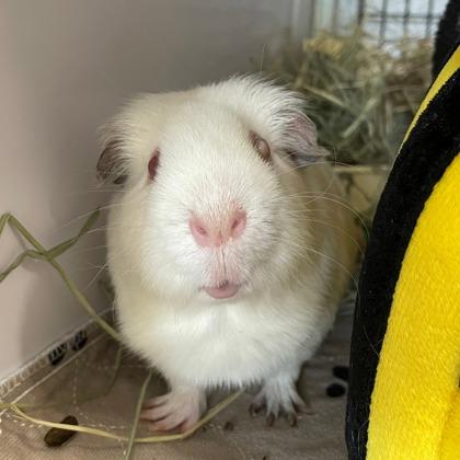 Enlarge Garnet, a Adoptable mixed breed in Wheaton, IL image 1/1