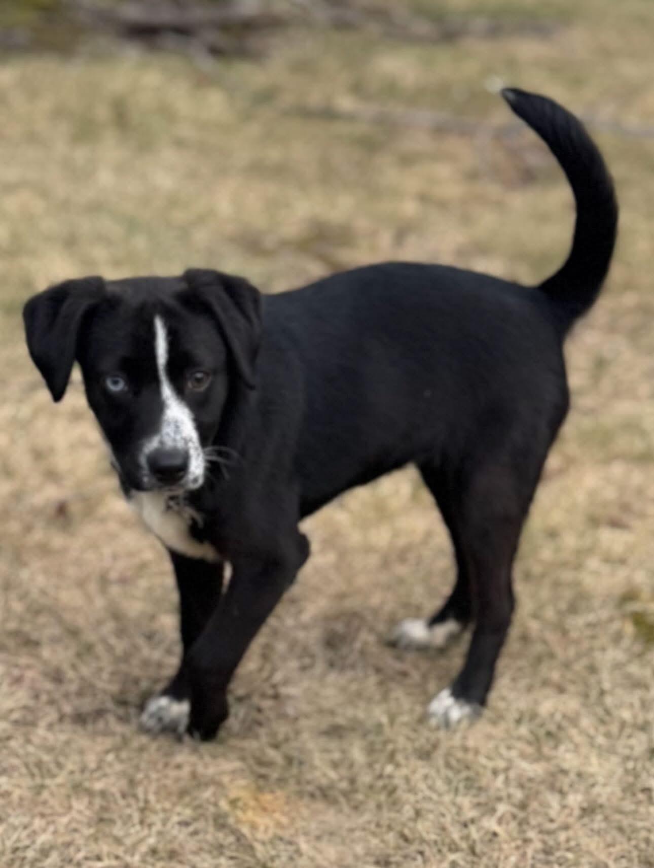 Enlarge Willow*, a Adoptable mixed breed in Warwick, RI image 3/6