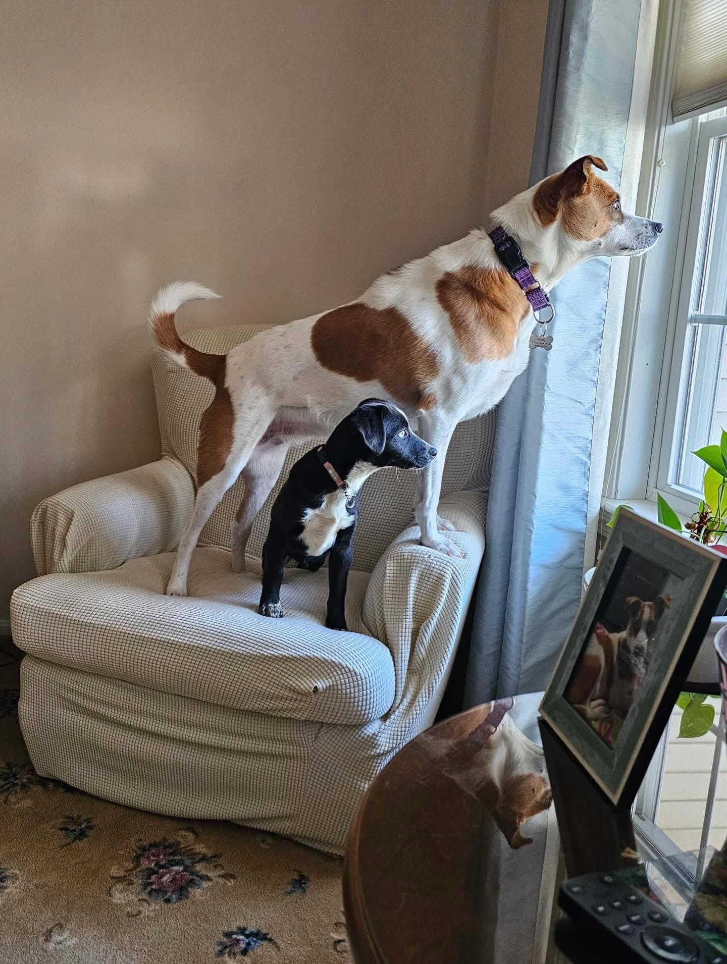 Enlarge Willow*, a Adoptable mixed breed in Warwick, RI image 2/6