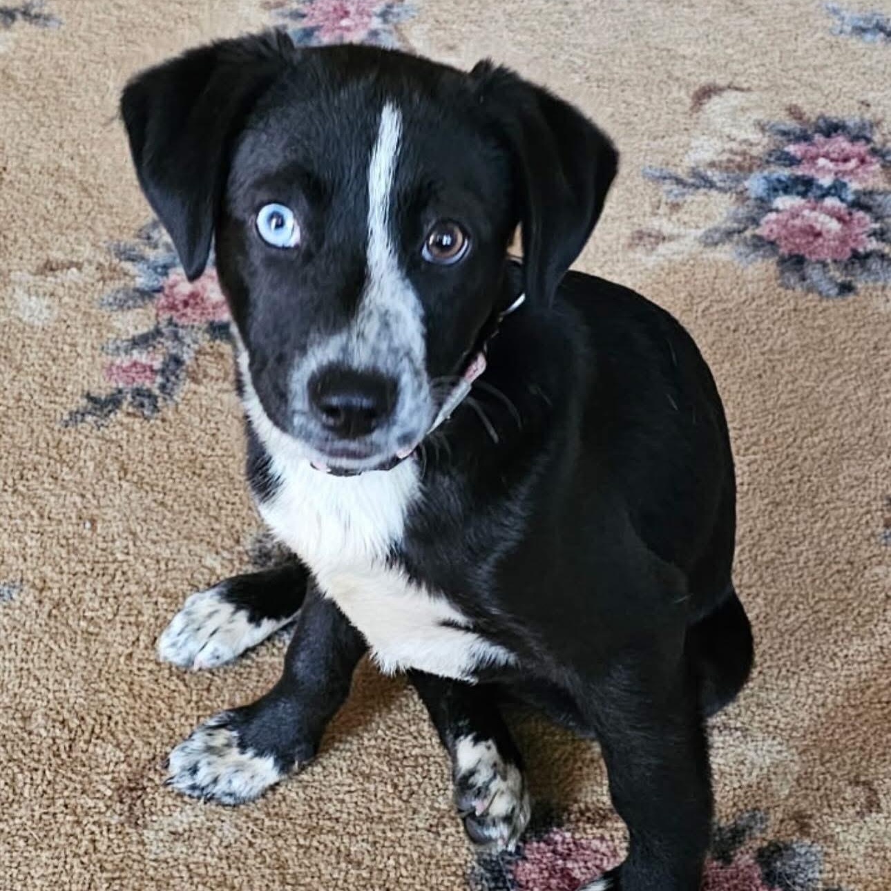 Enlarge Willow*, a Adoptable mixed breed in Warwick, RI image 1/6