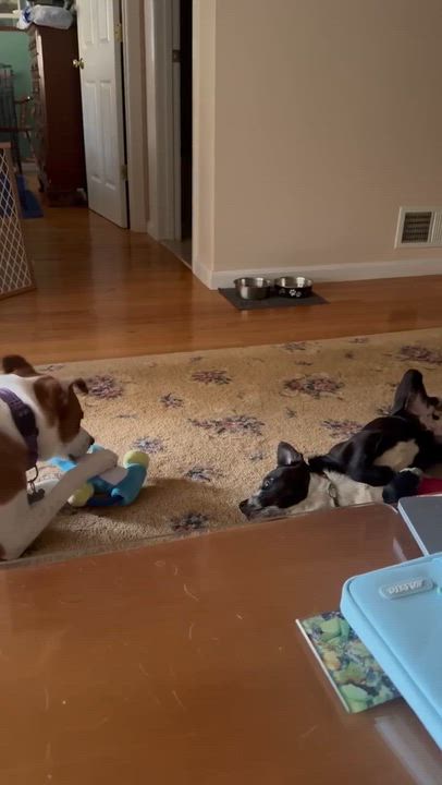 Enlarge Willow*, a Adoptable mixed breed in Warwick, RI video 5/6