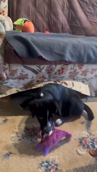 Enlarge Willow*, a Adoptable mixed breed in Warwick, RI video 6/6