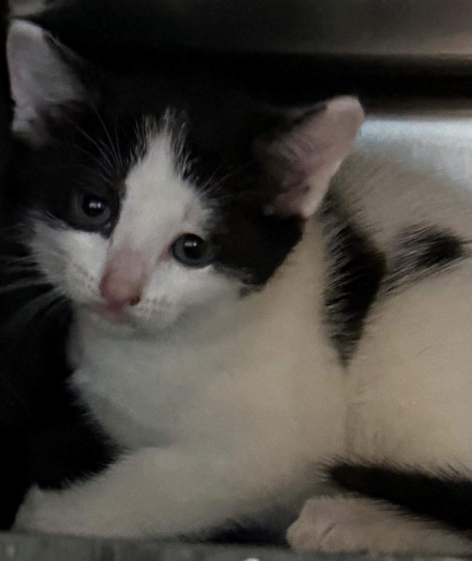 Enlarge Elise, a Adopted Domestic Short Hair in Edison, NJ image 2/2