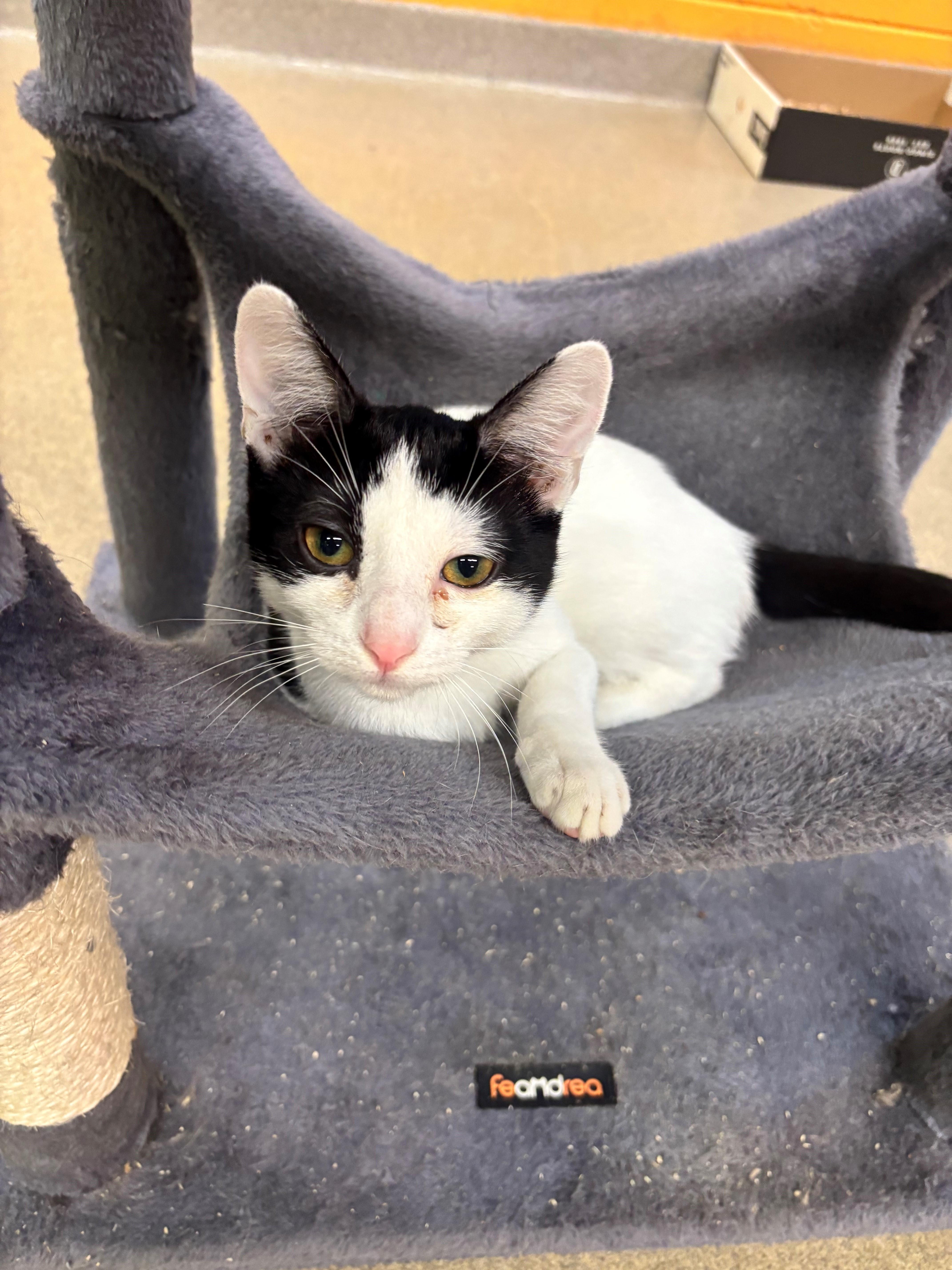Elise, Adopted, Young Female Domestic Short Hair.