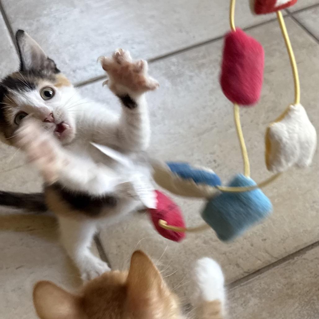 Mila, Adoptable, Kitten Female Domestic Short Hair.