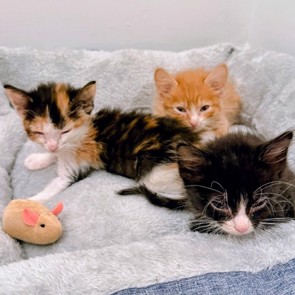 Mila, a Adoptable Domestic Short Hair in Jupiter, FL image 2/6