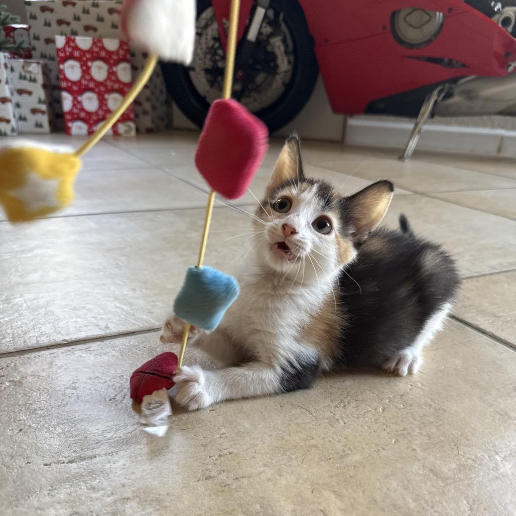 Mila, a Adoptable Domestic Short Hair in Jupiter, FL image 3/6