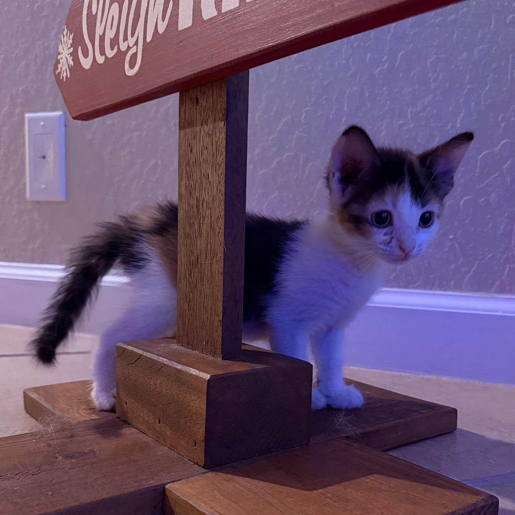 Mila, a Adoptable Domestic Short Hair in Jupiter, FL image 5/6