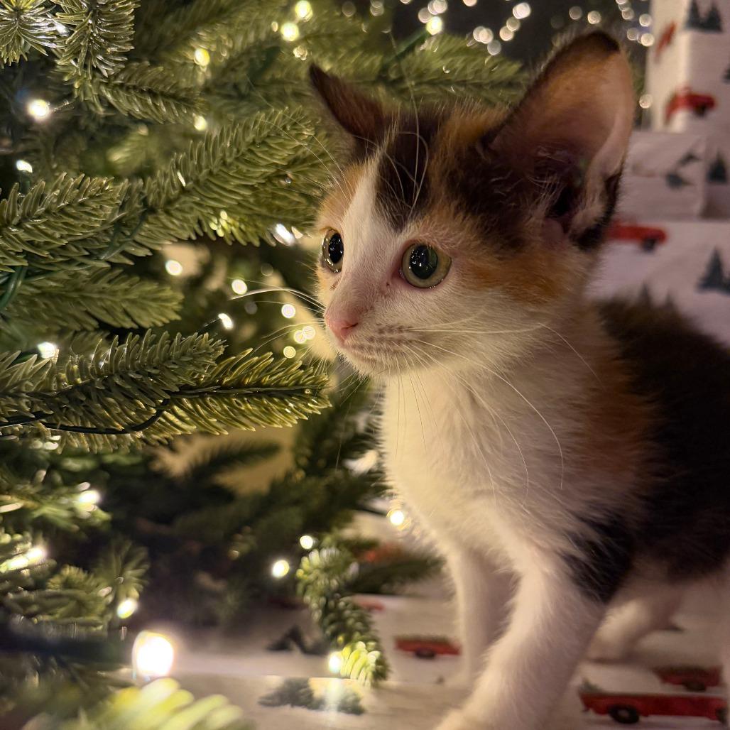 Mila, a Adoptable Domestic Short Hair in Jupiter, FL image 6/6