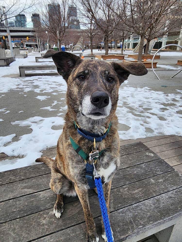 Piper, a Adoptable mixed breed in Etobicoke, ON image 1/3