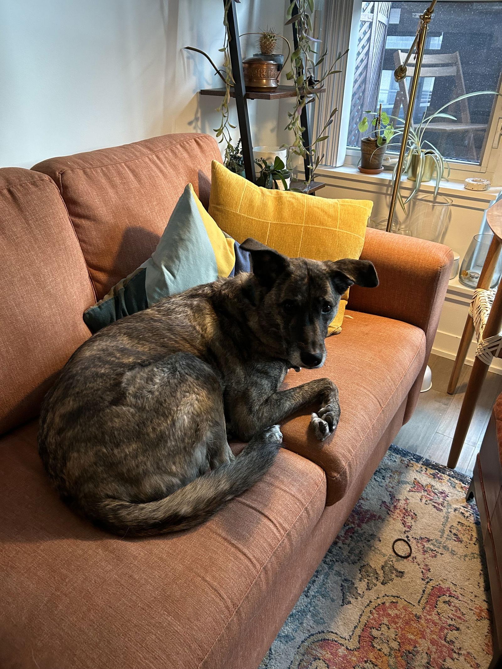 Piper, a Adoptable mixed breed in Etobicoke, ON image 2/3