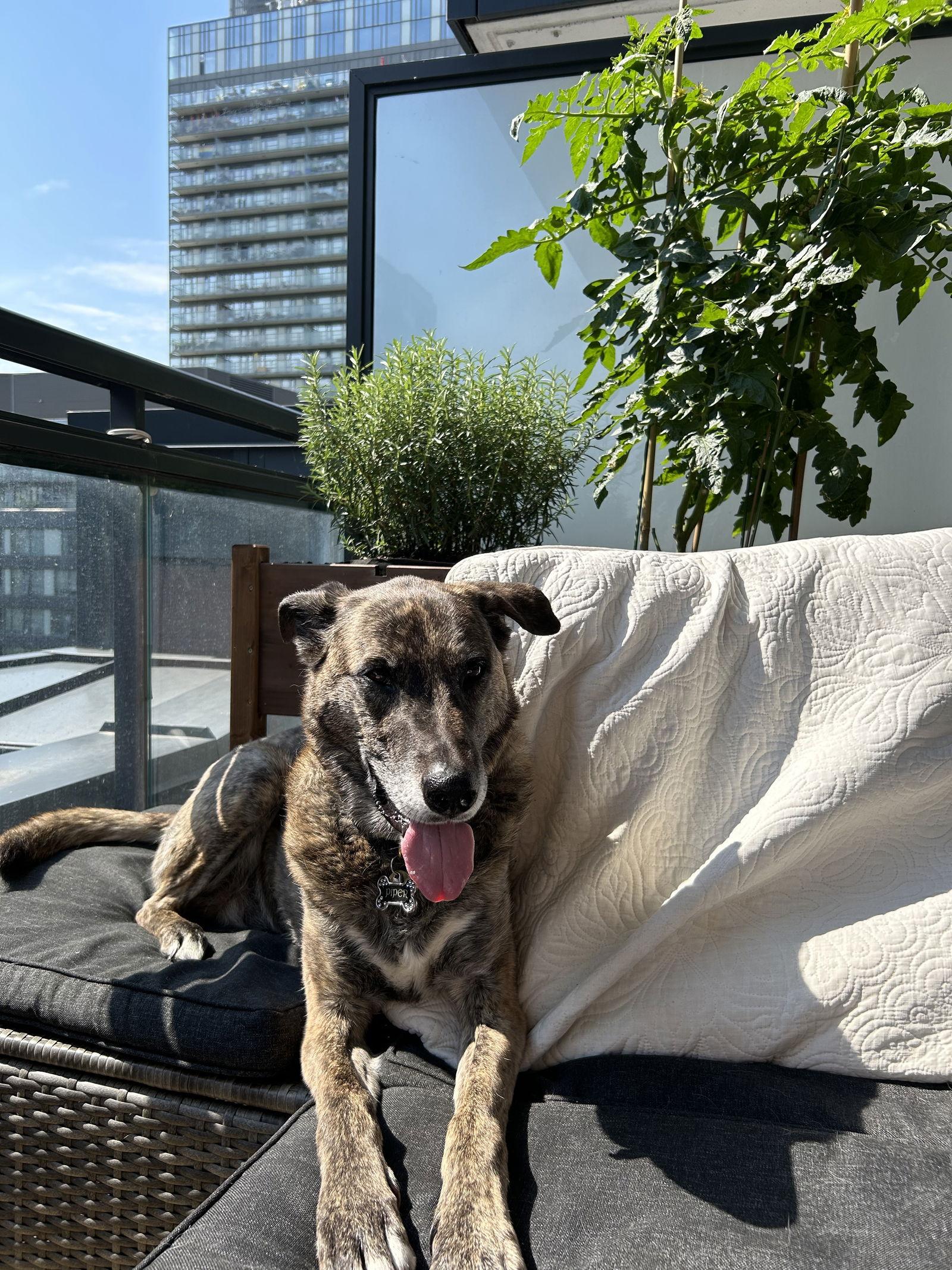 Piper, a Adoptable mixed breed in Etobicoke, ON image 3/3