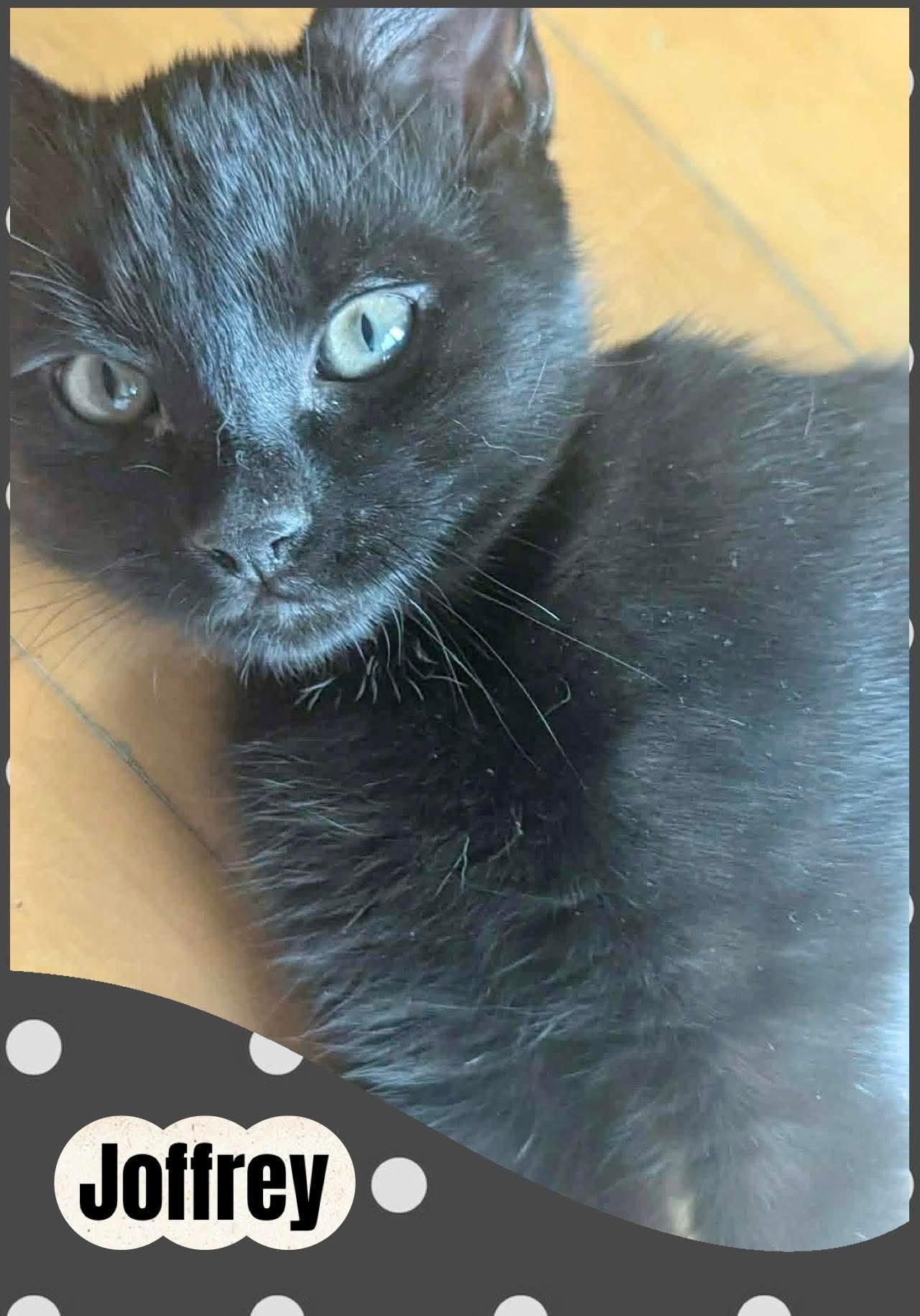 Joffrey, Adopted, Kitten Male Domestic Short Hair.