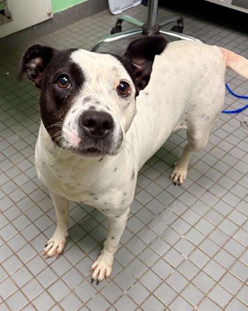 PANDA, Adoptable, Adult Female English Pointer.