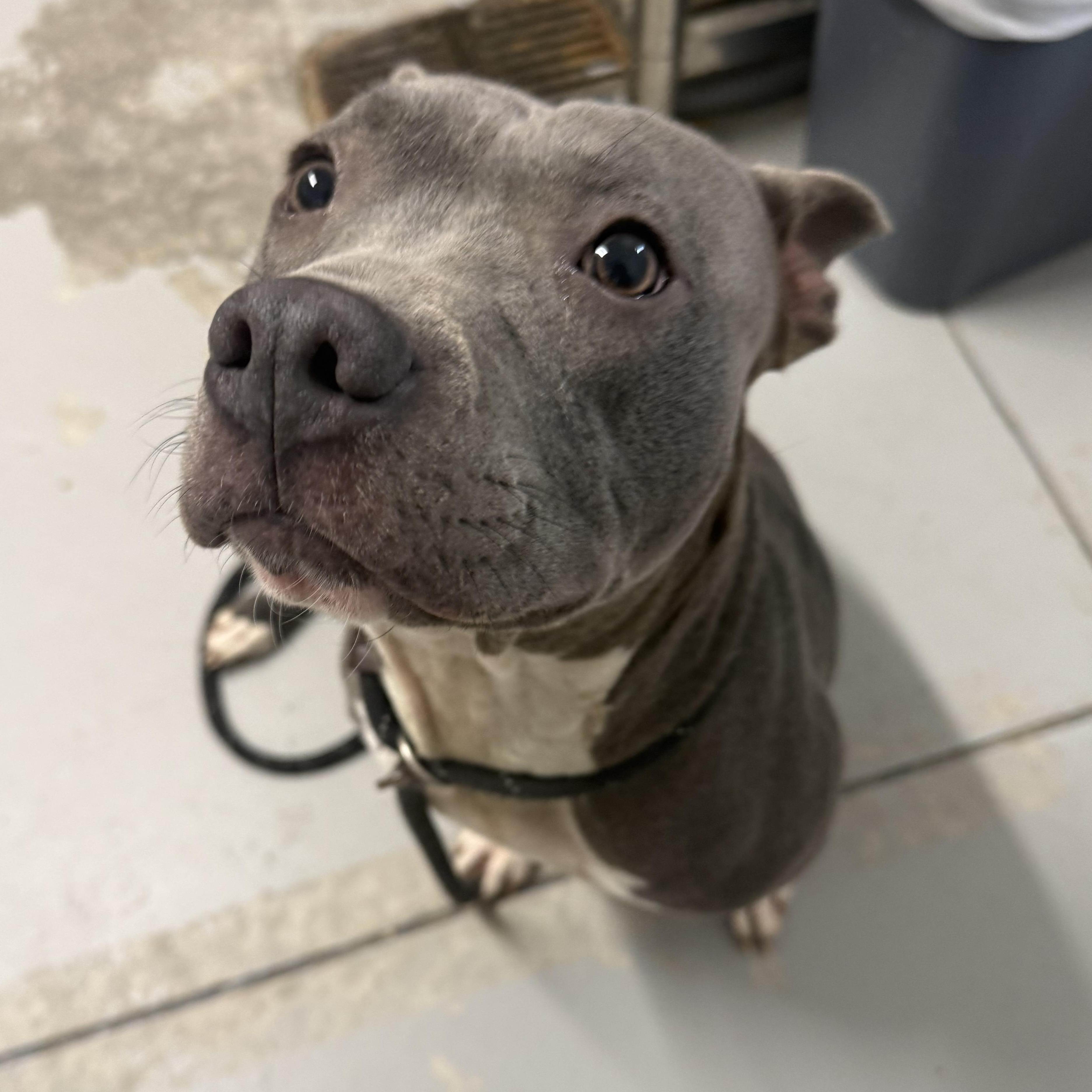 Enlarge Holly , a ADOPTABLE mixed breed in Lancaster, SC image 2/5