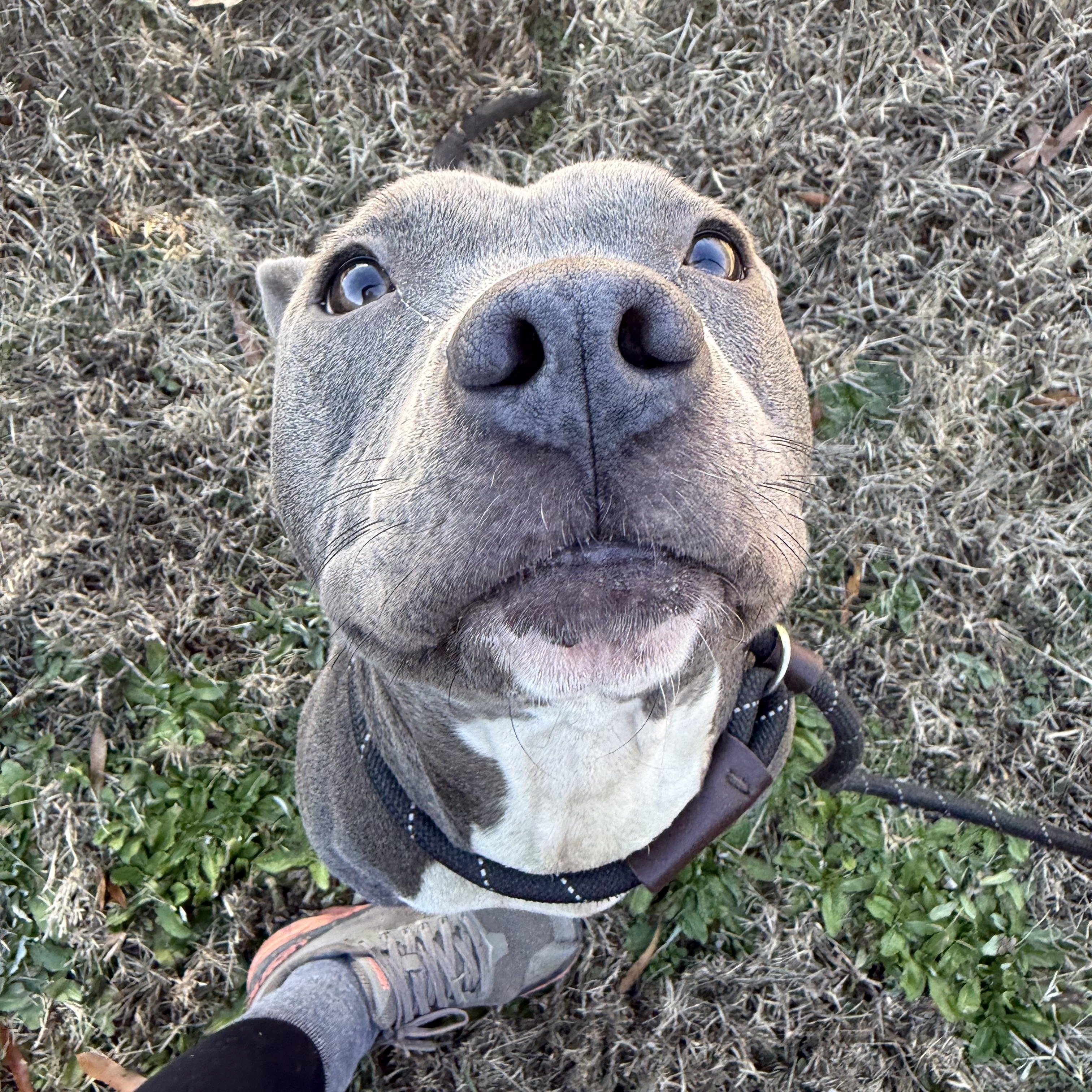 Enlarge Holly , a ADOPTABLE mixed breed in Lancaster, SC image 4/5