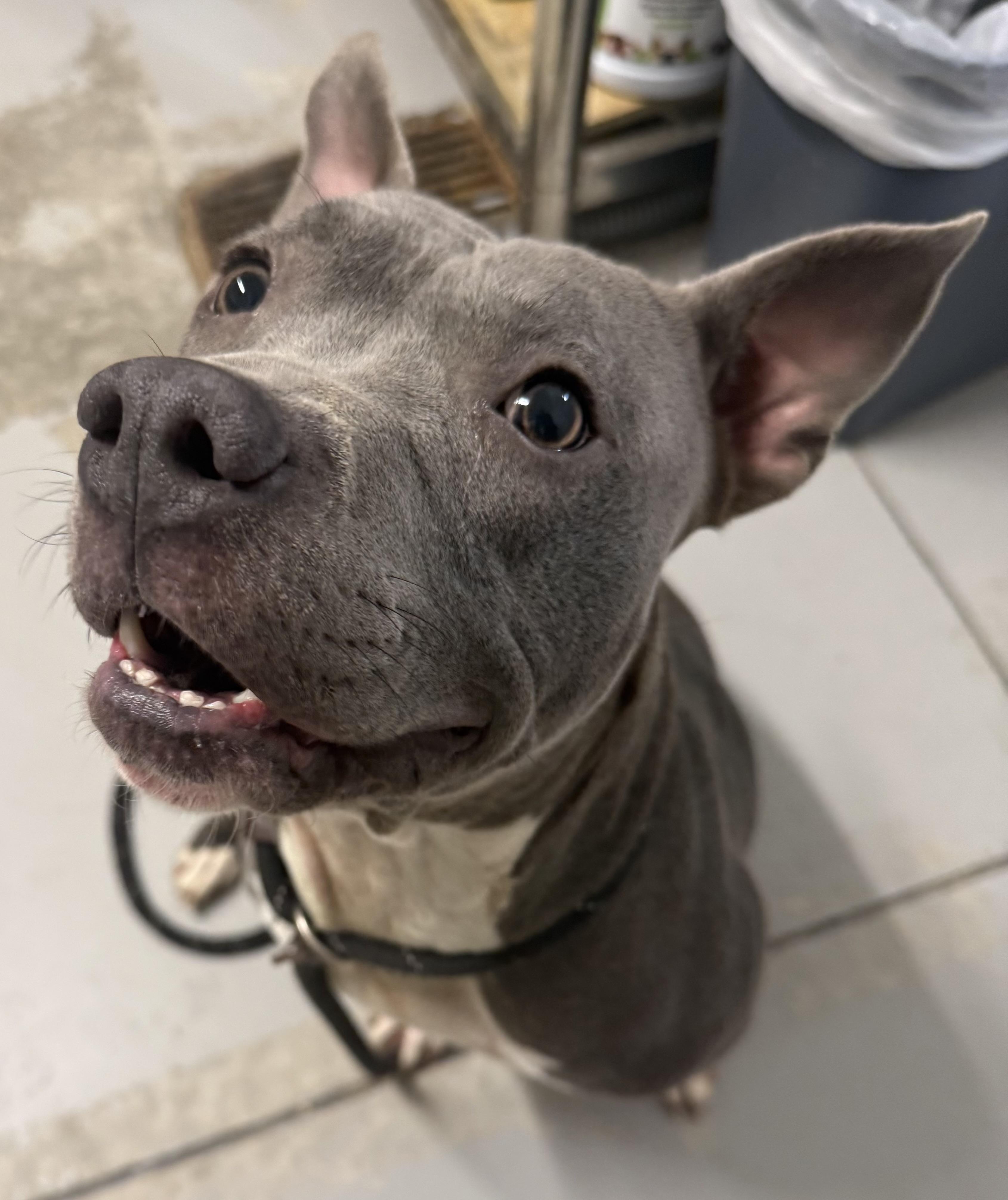 Enlarge Holly , a ADOPTABLE mixed breed in Lancaster, SC image 3/5