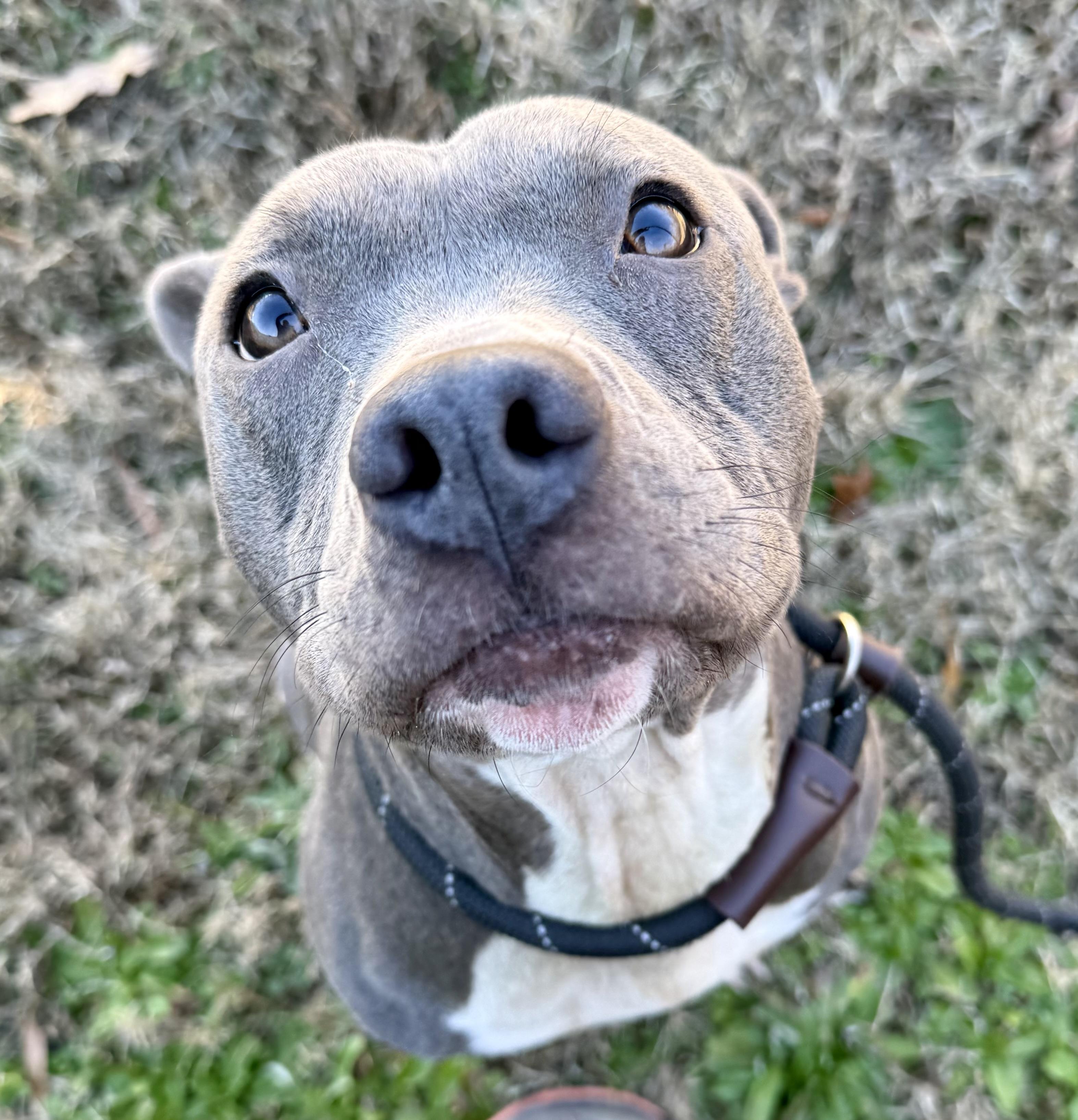 Enlarge Holly , a ADOPTABLE mixed breed in Lancaster, SC image 1/5