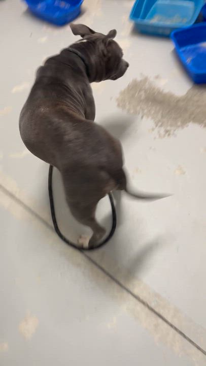 Enlarge Holly , a ADOPTABLE mixed breed in Lancaster, SC video 5/5