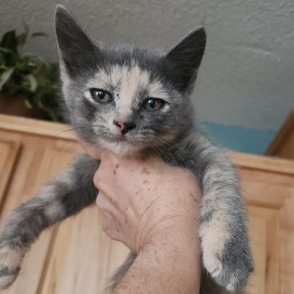 Dusty Rose, Adoptable, Kitten Female Domestic Medium Hair.