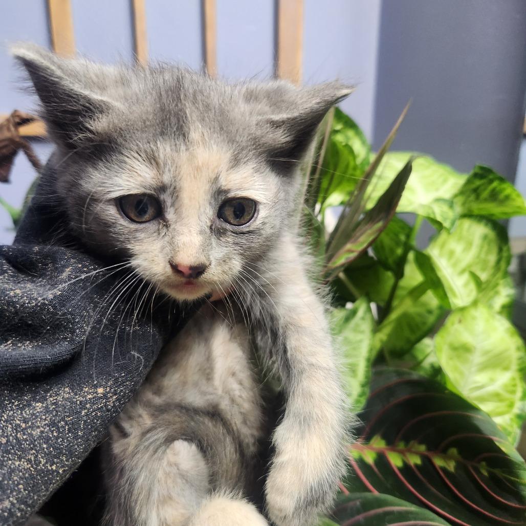 Dusty Rose, a Adoptable Domestic Medium Hair in Layton, UT image 2/2