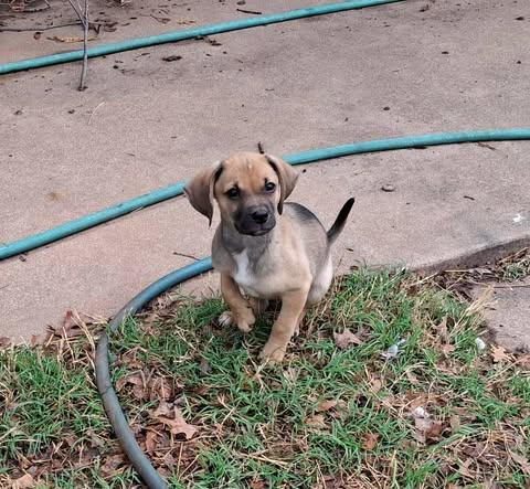 Henry, a ADOPTABLE mixed breed in Wichita Falls, TX image 2/2