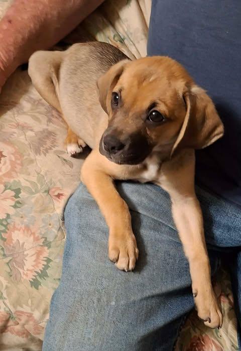 Henry, ADOPTABLE, Young Male Hound.