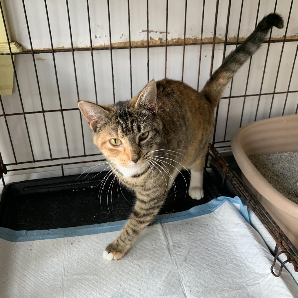 Enlarge Rosemary, a Adoptable Domestic Short Hair in Hearne, TX image 1/2