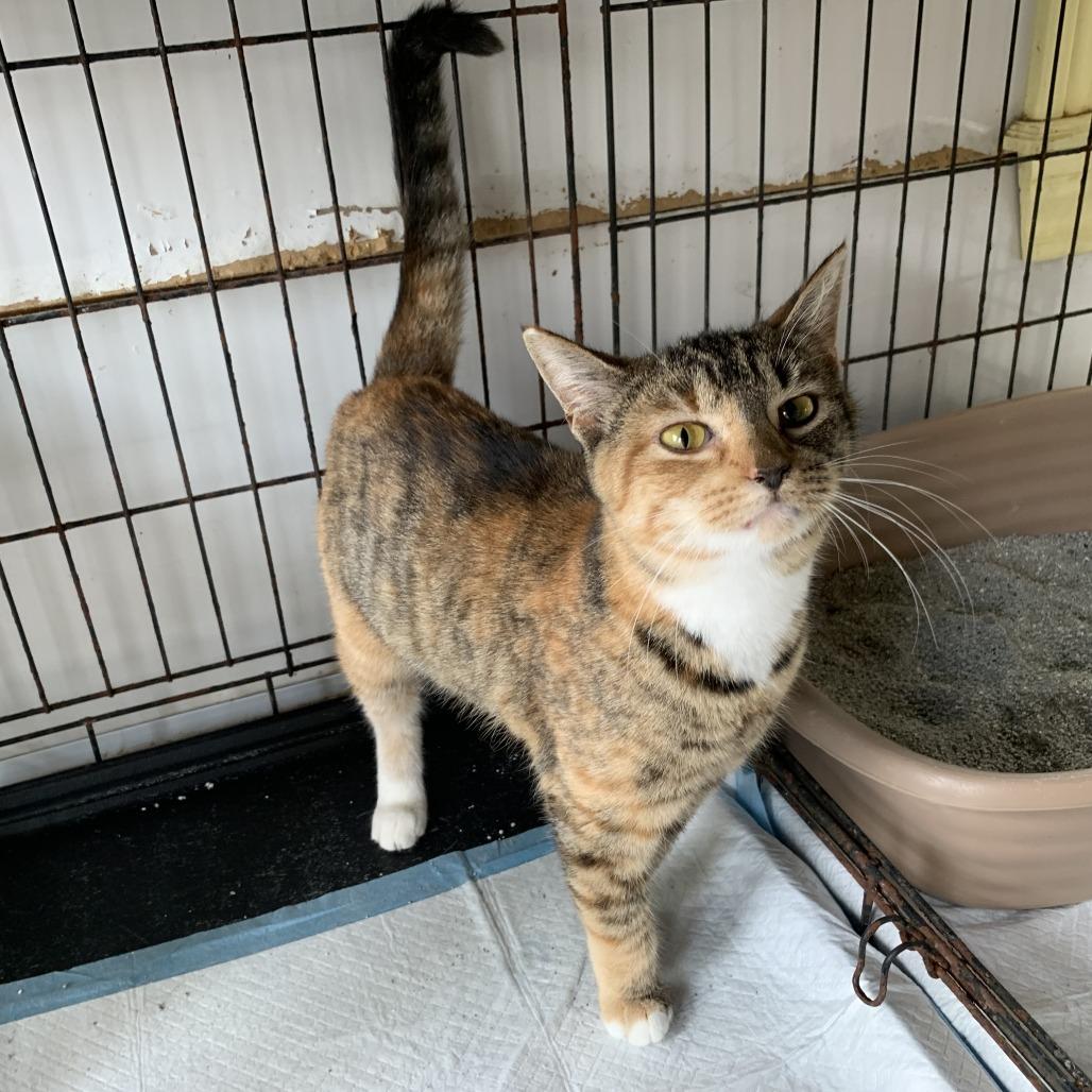 Enlarge Rosemary, a Adoptable Domestic Short Hair in Hearne, TX image 2/2