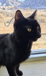 Enlarge Gamora, a ADOPTABLE mixed breed in Eagle, CO image 3/4