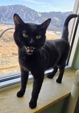 Enlarge Gamora, a ADOPTABLE mixed breed in Eagle, CO image 4/4